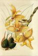 Orchids from the Botanical Register 1815-1847 The Texts/The Illustrations　2冊組/S. Sprunger編のサムネール