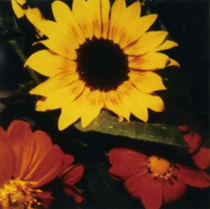 Yellow and Red Flowers/ドナルド・サルタン