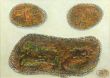 作品