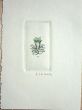 蔵書票　Exlibris2