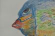 裏庭の野鳥