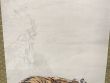 猛乕