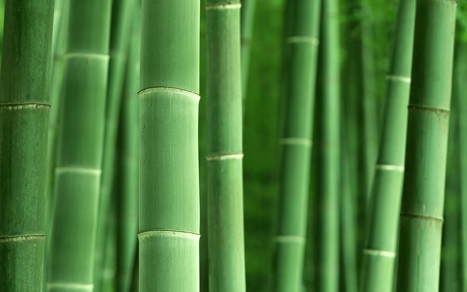 bamboo