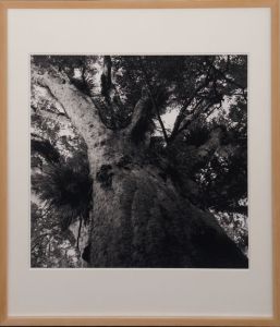 広川泰士プリント額「Planet Plants #22」/Hirokawa Taishi
