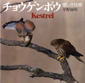 チョウゲンボウ　優しき猛禽/平野伸明