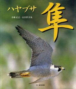 隼　ハヤブサ/小林正之/五百沢日丸