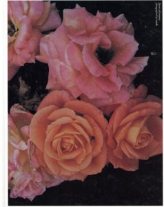 MOTOKO写真集　Flowers of Romance/motoko