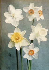 Leendert Blok and Niels Schumm: Tumbleweed/Maria Heiden