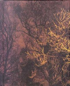 ポール・シーライト　The Forest/Paul Seawright　Val Williams編
