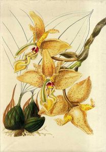 Orchids from the Botanical Register 1815-1847 The Texts/The Illustrations　2冊組/S. Sprunger編