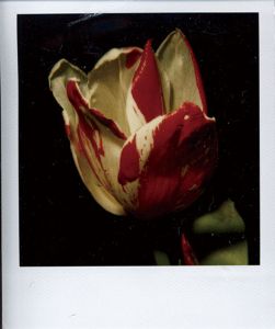 花/荒木経惟のサムネール