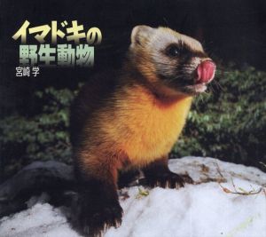 宮崎学　イマドキの野生動物/宮崎学