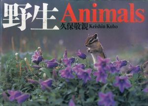 野生/久保敬親