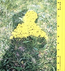 芸術と自然　美濃加茂自然環境会議2000/みのかも文化の森 のサムネール