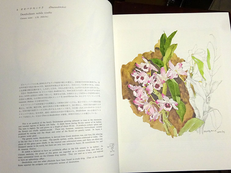 薬用植物図譜 特装版 / 小磯良平画 刈米達夫解説 | Natsume Books