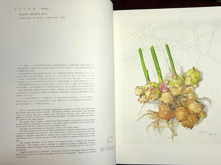 薬用植物図譜 特装版 / 小磯良平画 刈米達夫解説 | Natsume Books