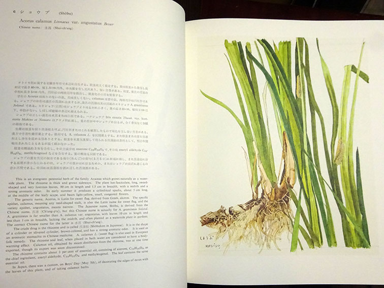 薬用植物図譜 特装版 / 小磯良平画 刈米達夫解説 | Natsume Books